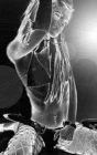 noemi07cr