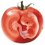 ketchup