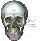 despina