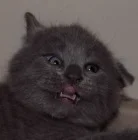 Böjti