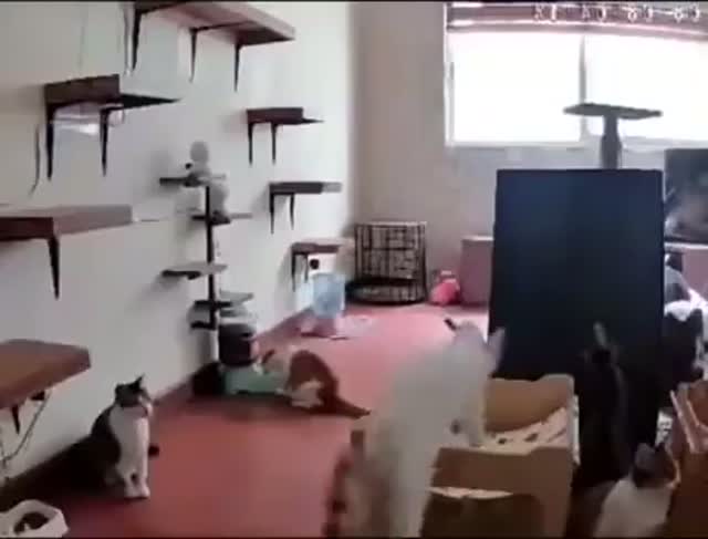 Az igazi káosz