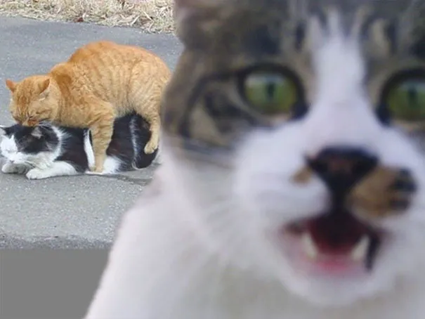 Thumbnail 17
