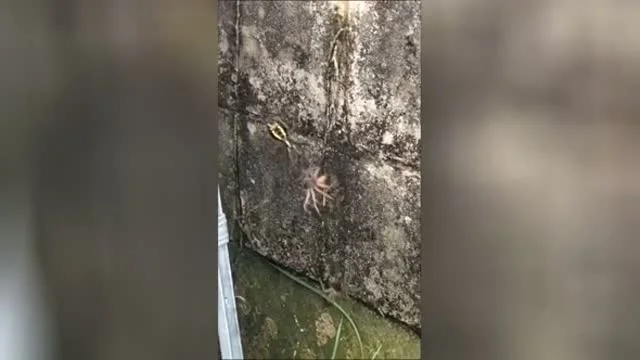 Kicsi a pók de erős