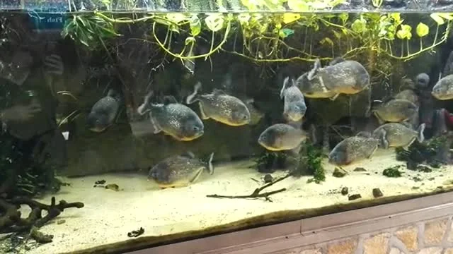 Piranha etetés