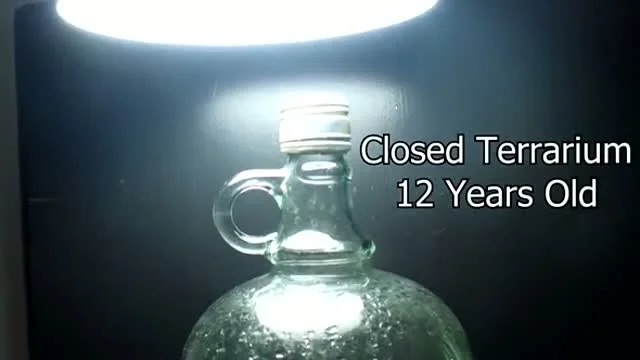 12 éve zárt terrárium élővilága