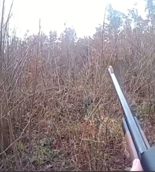 Vadászból áldozat