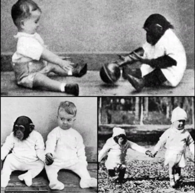 Kísérlet, ami túl messzire ment: Így neveltek együtt egy csimpánzt és egy gyereket