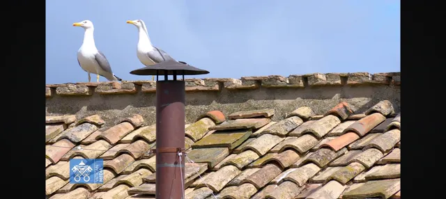 Sirály-híradó Vatikánból