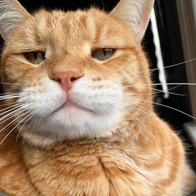 Képtelenség.hu születése – egy abszurd legenda