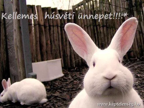 Thumbnail 15