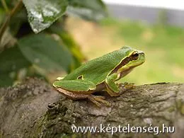 Békucik
