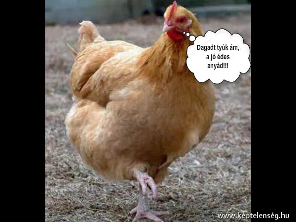 Vicces képek
