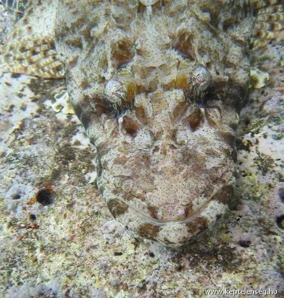 Thumbnail 36