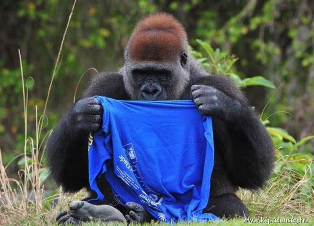 A Gorilla És A Póló Esete